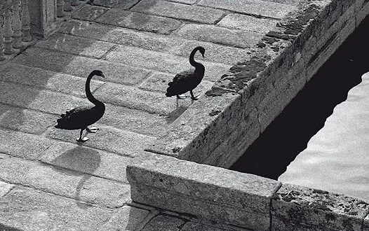 La carne del cisne